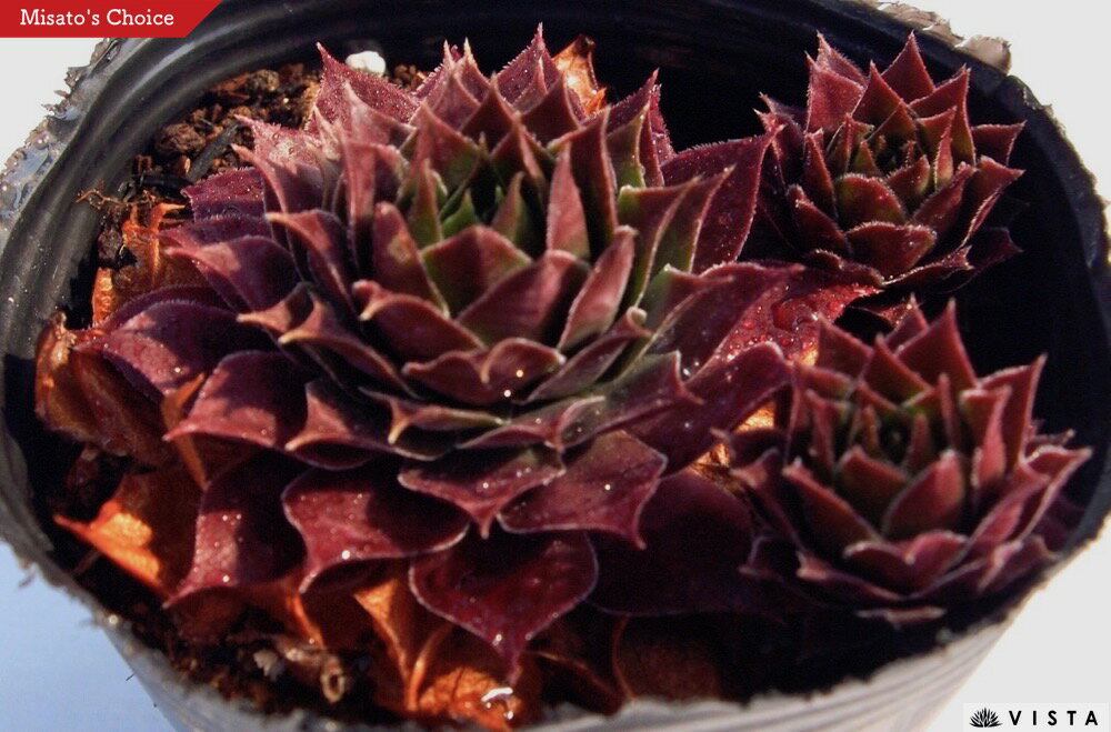 楽天市場】多肉植物 カメレオン錦の通販 楽天市場】多肉植物 カメレオン錦の通販