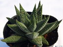 ́iMKjnI`A@A@9cm|bg ϗtA G  CeA 炵 nIVA haworthia T{e A