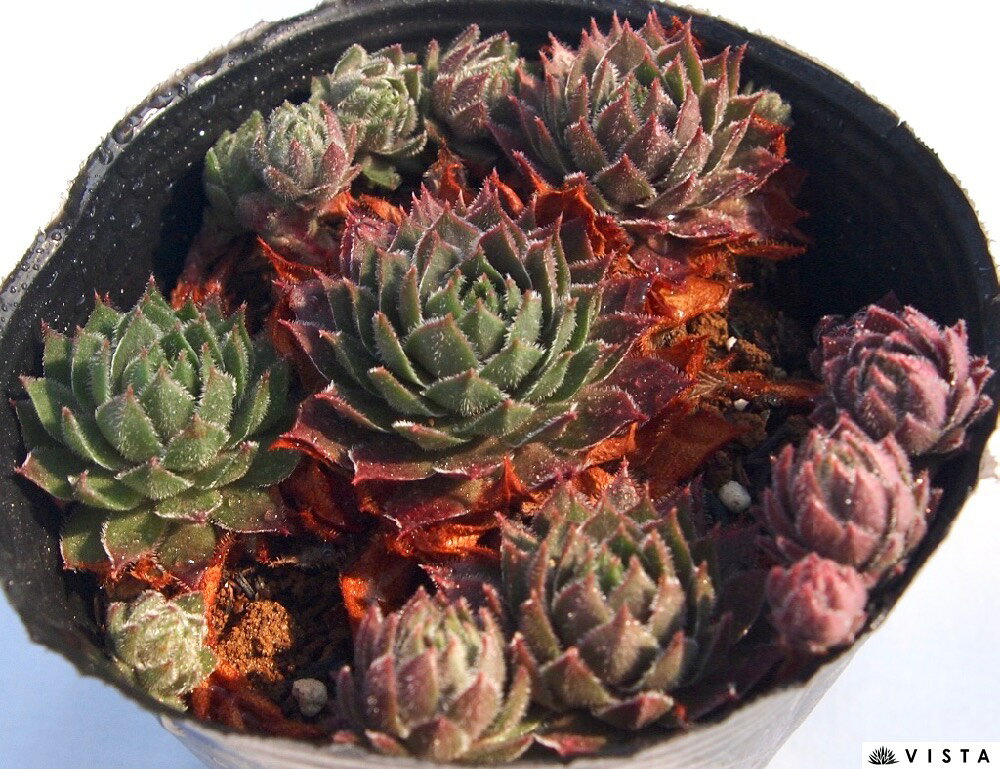 乐天商城 - No ID（ノーアイディー）　センペルビウム属　多肉植物　9cmポット観葉植物 雑貨 おすすめ インテリア 暮らし 地植え 鉢植え 子株 寒さ 紅葉