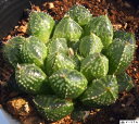 フラダンス ハオルチア属 多肉植物 9cmポット 観葉植物 雑貨 おすすめ インテリア 暮らし ハオルシア haworthia サボテン 植物