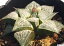 大銀城（ダイギンジョウ） ハオルチア属　多肉植物　 9cmポット 観葉植物 雑貨 おすすめ インテリア 暮らし ハオルシア haworthia サボテン 植物