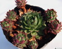 グリーンフィ センペルビウム属 多肉植物 9cmポット観葉植物 雑貨 おすすめ インテリア 暮らし 地植え 鉢植え 子株 寒さ 紅葉