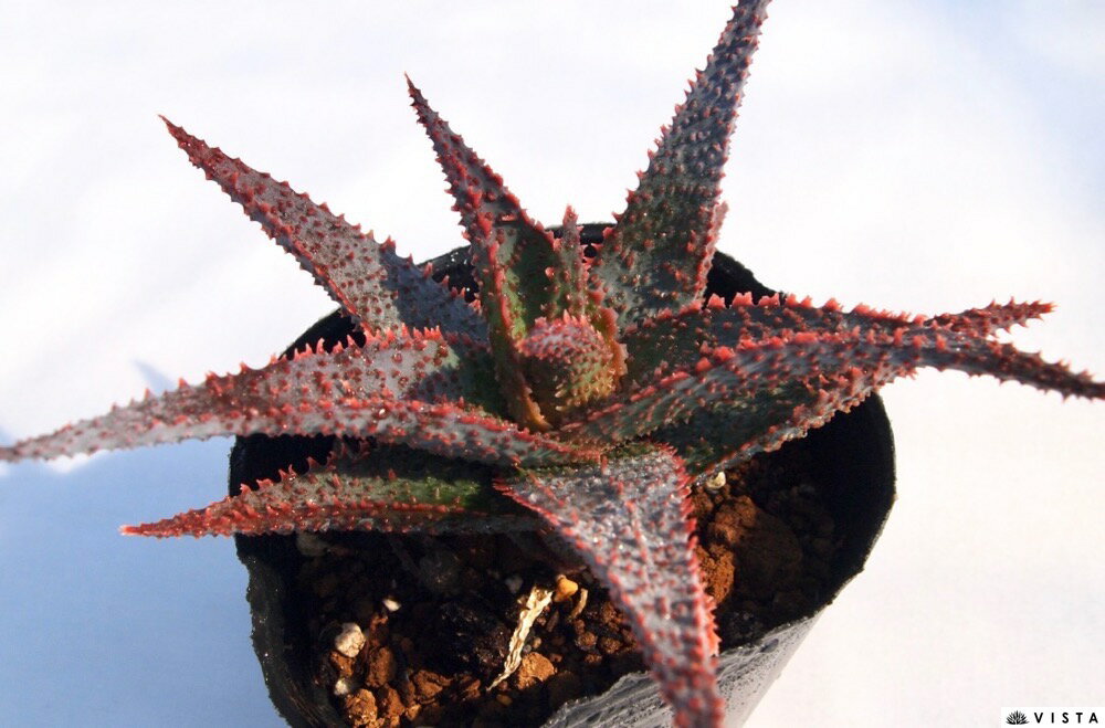 ラベンダースター アロエ属　多肉植物　9cmポット観葉植物 雑貨 おすすめ インテリア 暮らし 育て方 植物 種類 使い方 ケア