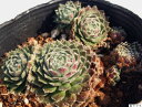 ハイランドミスト センペルビウム属 多肉植物 9cmポット観葉植物 雑貨 おすすめ インテリア 暮らし 地植え 鉢植え 子株 寒さ 紅葉