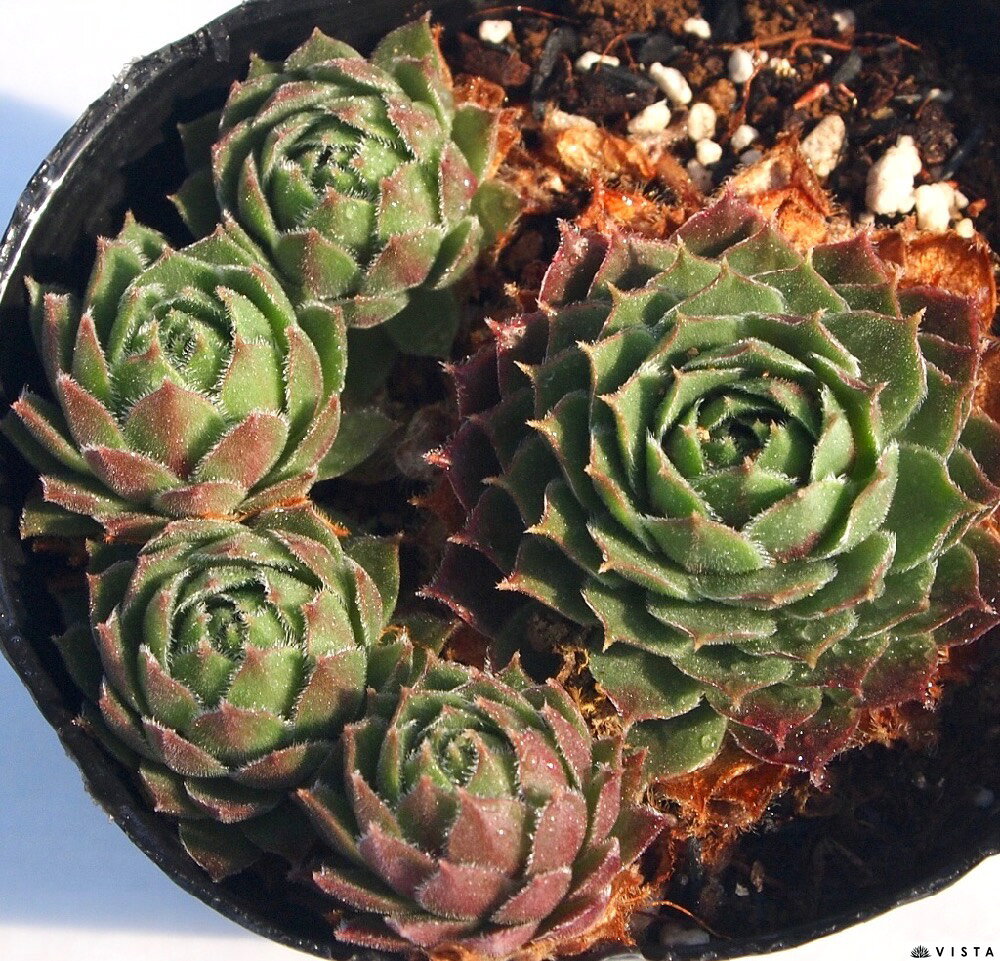 マリーンチェ　センペルビウム属　多肉植物　9cmポット観葉植物 雑貨 おすすめ イ...