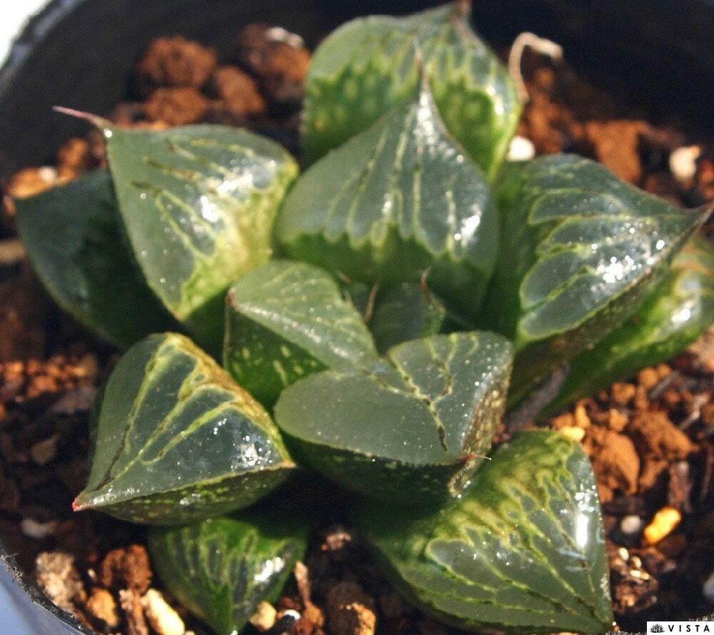 酒呑童子(シュテンドウジ) ハオルチア属【ジュエルプランツ】 多肉植物 9cmポット観葉植物 雑貨 おすすめ インテリア 暮らし ハオルシア haworthia サボテン 植物