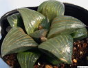 喾i_CCLEj nI`AyWGvcz@A@9cm|bgϗtA G  CeA 炵 nIVA haworthia T{e A