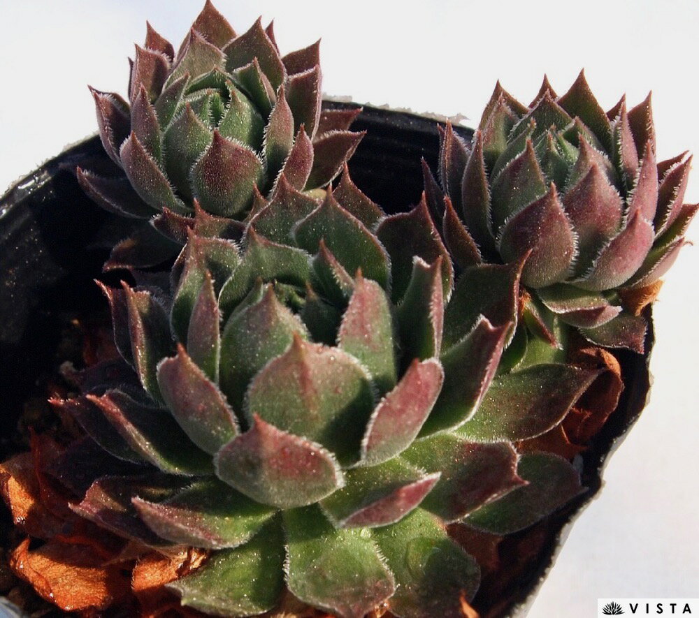 Rakuten - アロー　センペルビウム属　多肉植物　9cmポット観葉植物 雑貨 おすすめ インテリア 暮らし 地植え 鉢植え 子株 寒さ 紅葉