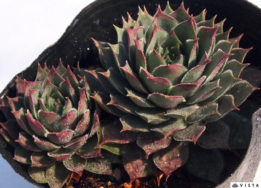 Other - ユートピア　センペルビウム属　多肉植物　9cmポット観葉植物 雑貨 おすすめ インテリア 暮らし 地植え 鉢植え 子株 寒さ 紅葉
