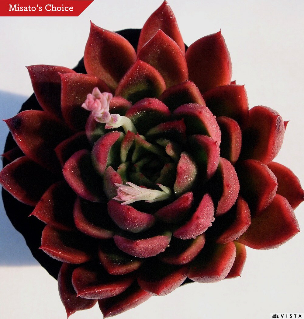 ソウル　エケベリア属　多肉植物　9cmポット観葉植物 雑貨 おすすめ インテリア 暮らし 室内 植物 育て方 サボテン 多肉