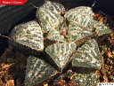 iFiLQVLj nI`AyWGvcz@A@9cm|bgϗtA G  CeA 炵 nIVA haworthia T{e A