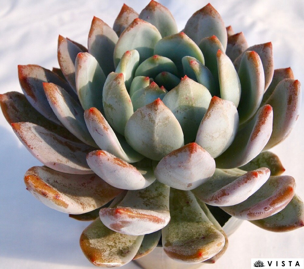 オレンジモンロー【デラックス多肉】エケベリア属 多肉植物 10.5cmポット観葉植物 ...