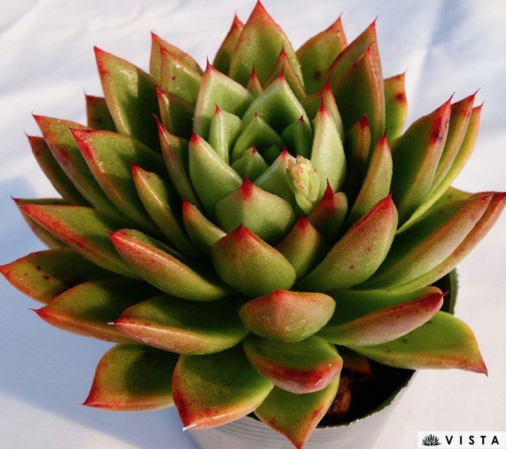 赤い唇（アカイクチビル）【デラックス多肉】エケベリア属　多肉植物　10.5cmポット観葉植物 雑貨 おすすめ インテリア 暮らし 室内 植物 育て方 サボテン 多肉