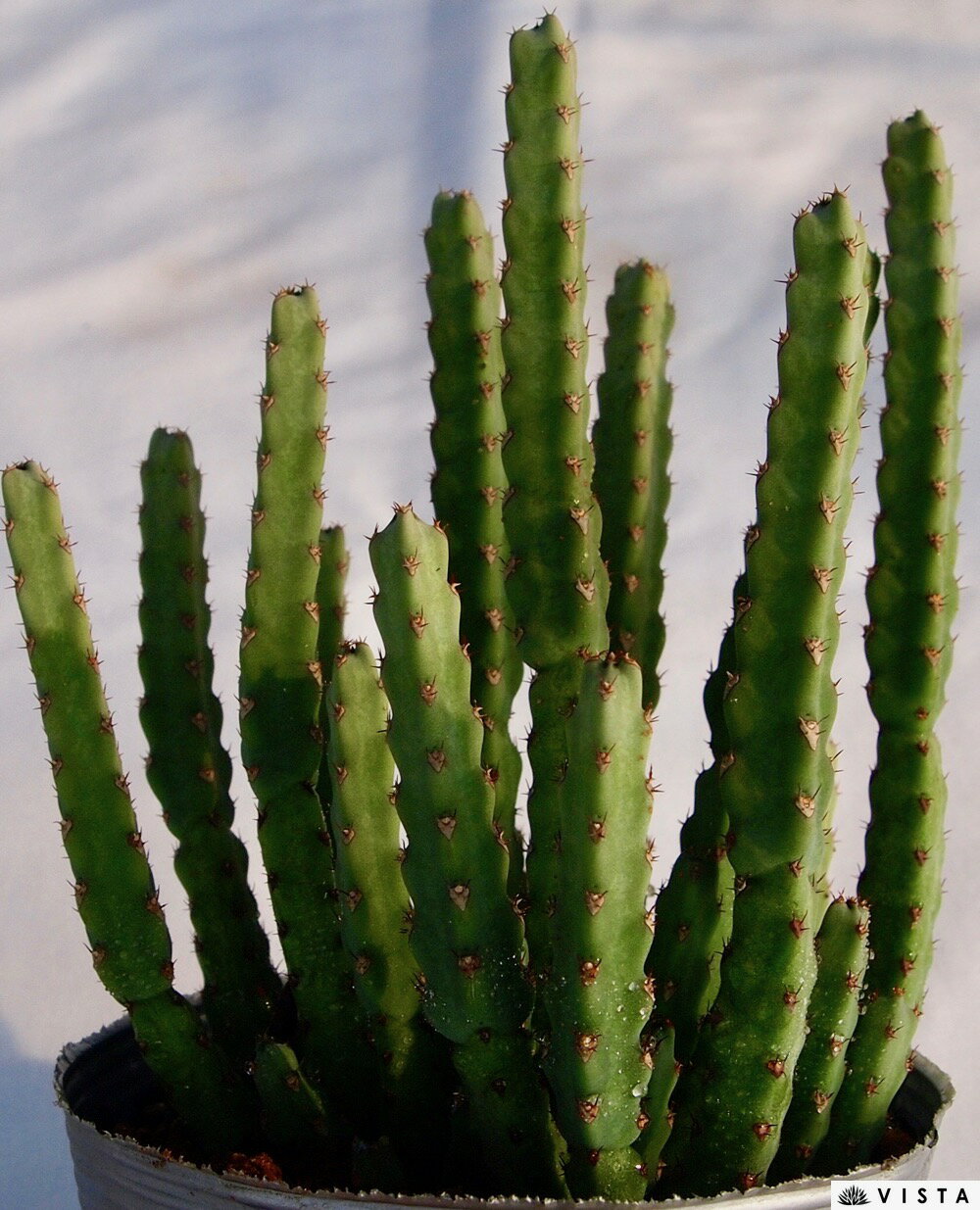 ヘテロクロマ【デラックス多肉】ユーフォルビア属　多肉植物　10.5cmポット