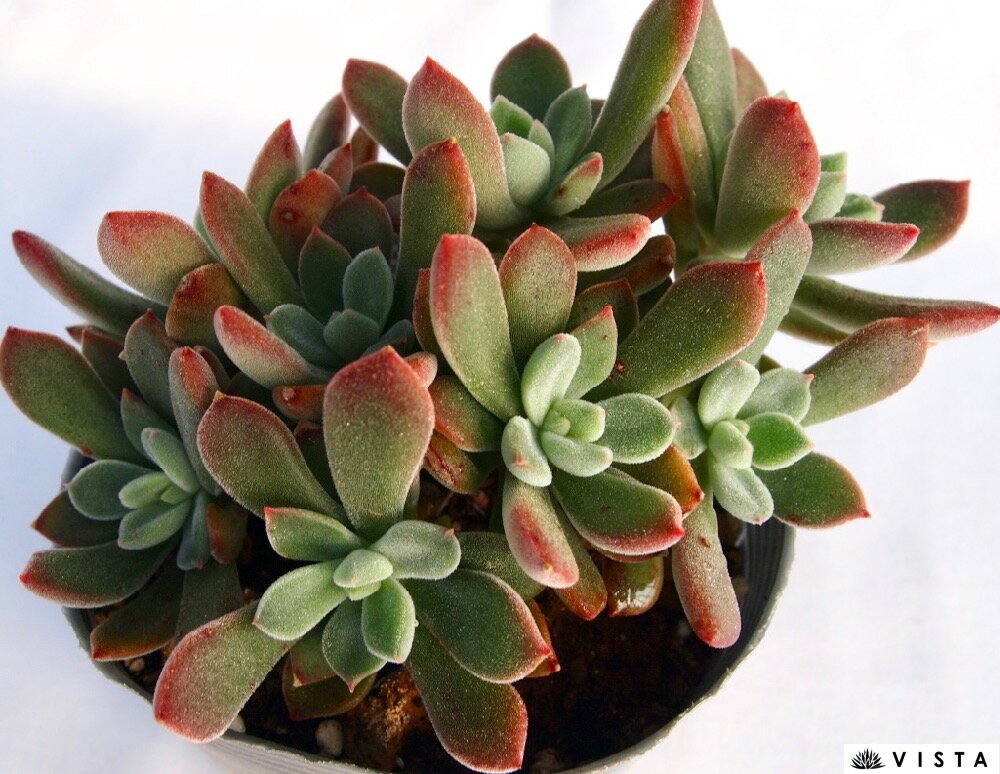 樹霜（ジュソウ）【デラックス多肉】エケベリア属　多肉植物　10.5cmポット観葉植物 雑貨 おすすめ インテリア 暮らし 室内 植物 育て方 サボテン 多肉のサムネイル