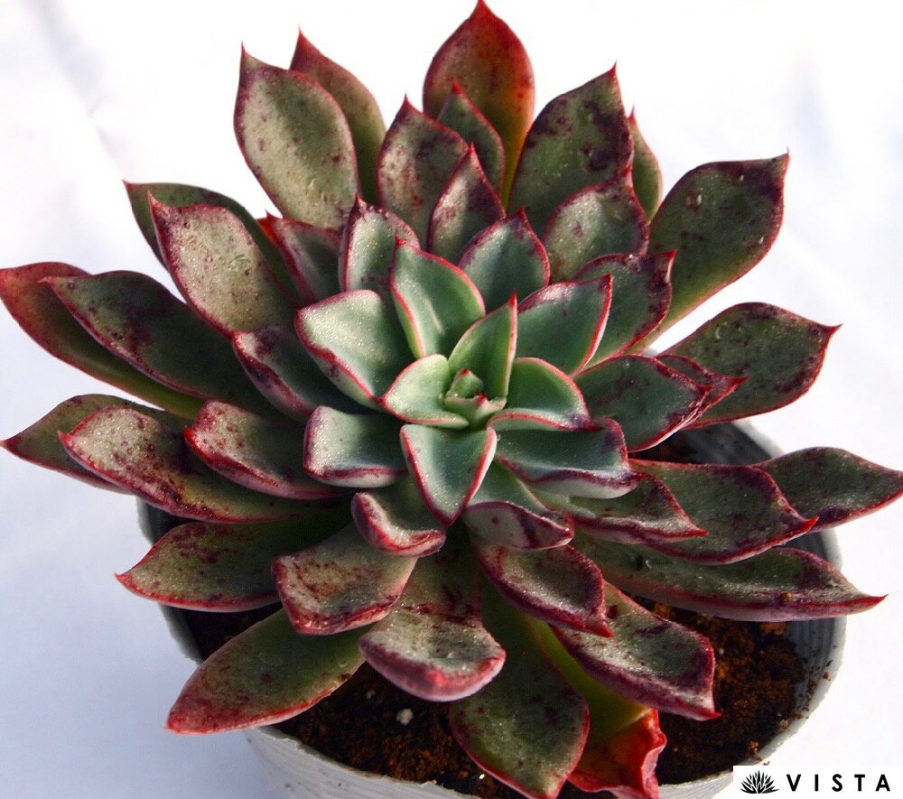 リガー【デラックス多肉】エケベリア属　多肉植物　10.5cmポット観葉植物 雑貨 お...