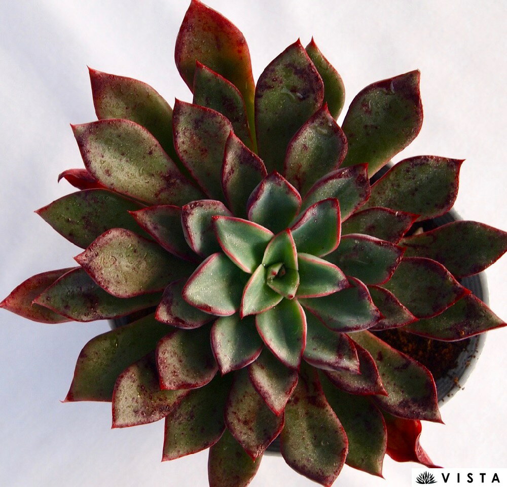 リガー【デラックス多肉】エケベリア属　多肉植物　10.5cmポット観葉植物 雑貨 おすすめ インテリア 暮らし 室内 植物 育て方 サボテン 多肉