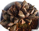 【学名】Haworthia ‘Karasu-jyo’ 【原産地】南アフリカ 【特徴】5年ほど経過した古株で、親木としても利用できる、どっしりと肉厚なデラックス多肉。ビスタで通常販売している同品種の商品よりも葉数が多く、葉張りも大きい。 短い黒緑色の葉に斑点状の窓が特徴です。 【サイズ】10.5cmポット