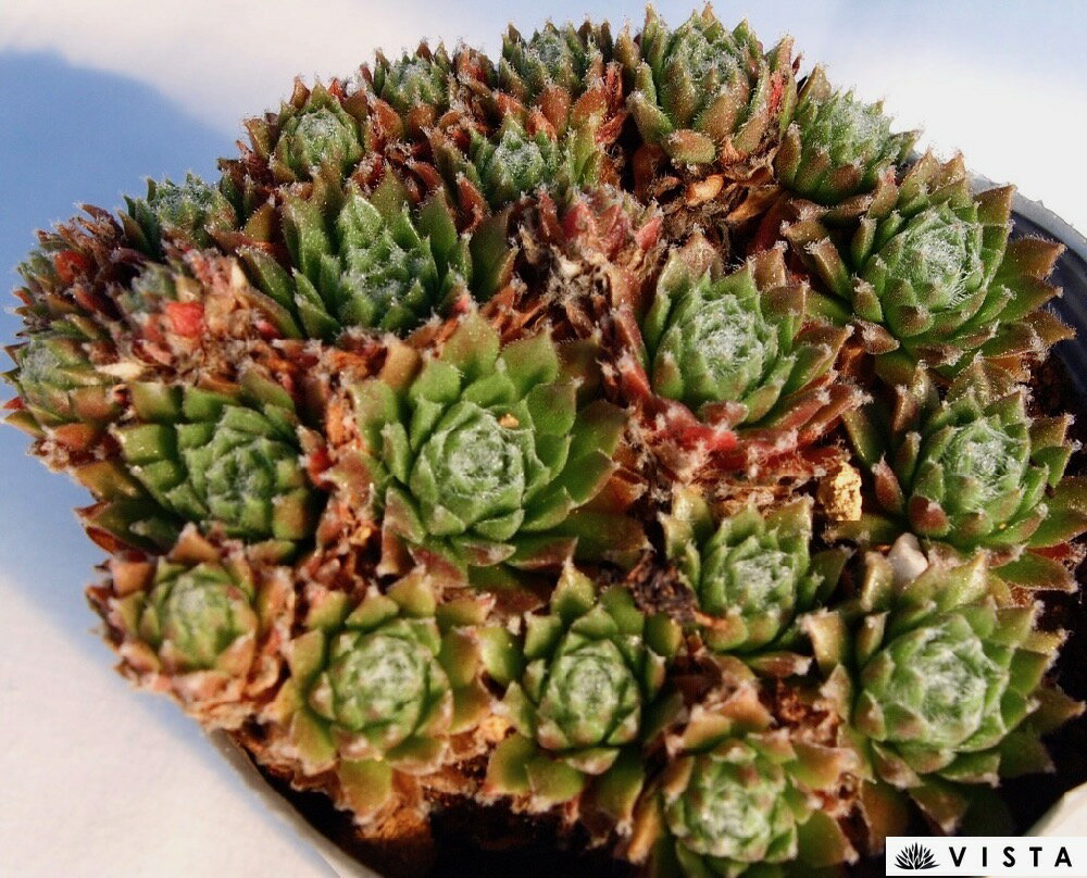 SempervivumSpherette