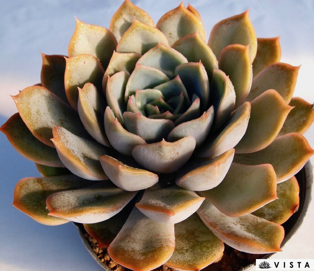 ピオリス【デラックス多肉】エケベリア属　多肉植物　10.5cmポット観葉植物 雑貨 ...