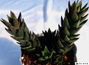 iVIjyfbNXznI`AyWGvczA@10.5cm|bgϗtA G  CeA 炵 nIVA haworthia T{e A