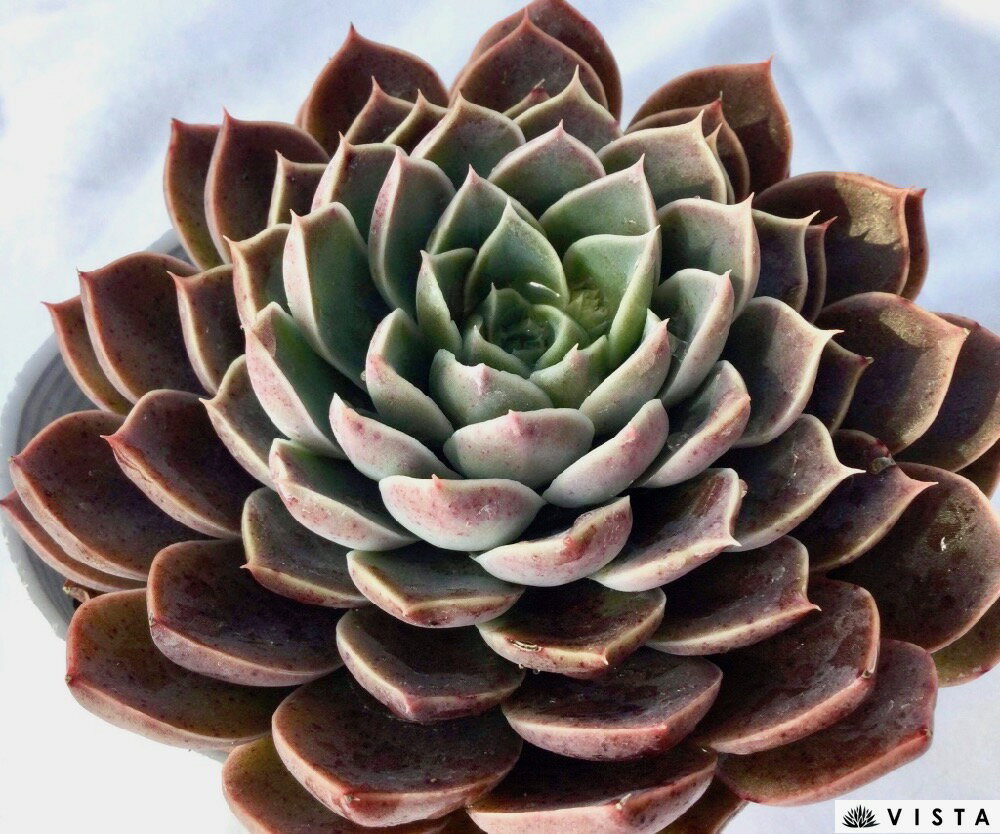 サンタマリア【デラックス多肉】エケベリア属　多肉植物　10.5cmポット観葉植物 雑貨 おすすめ インテリア 暮らし 室内 植物 育て方 サボテン 多肉