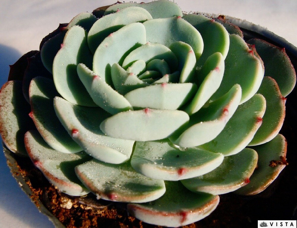 モンブラン【デラックス多肉】 エケベリア属 多肉植物 10.5cmポット観葉植物 雑貨 おすすめ インテリア 暮らし 室内 植物 育て方 サボテン 多肉