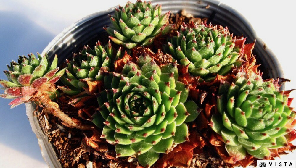 SempervivumReinhardt