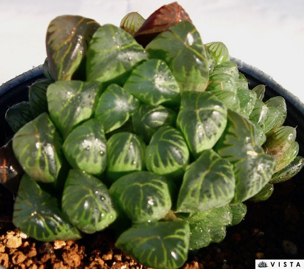 Rakuten - 緑水晶（ミドリスイショウ）【デラックス多肉】ハオルチア属　多肉植物　10.5cmポット観葉植物 雑貨 おすすめ インテリア 暮らし ハオルシア haworthia サボテン 植物