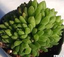 JCCyfbNXznI`A@A@10.5cm|bgϗtA G  CeA 炵 nIVA haworthia T{e A