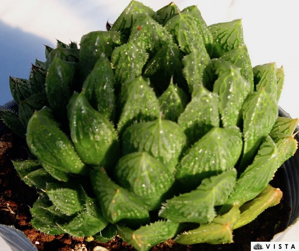 ギザギザハート【デラックス多肉】ハオルチア属　多肉植物　10.5cmポット観葉植物 雑貨 おすすめ インテリア 暮らし ハオルシア haworthia サボテン 植物