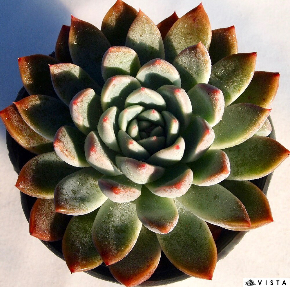 アイスバーグ 【デラックス多肉】エケベリア属 多肉植物 10.5cmポット観葉植物 雑貨 おすすめ インテリア 暮らし 室内 植物 育て方 サボテン 多肉