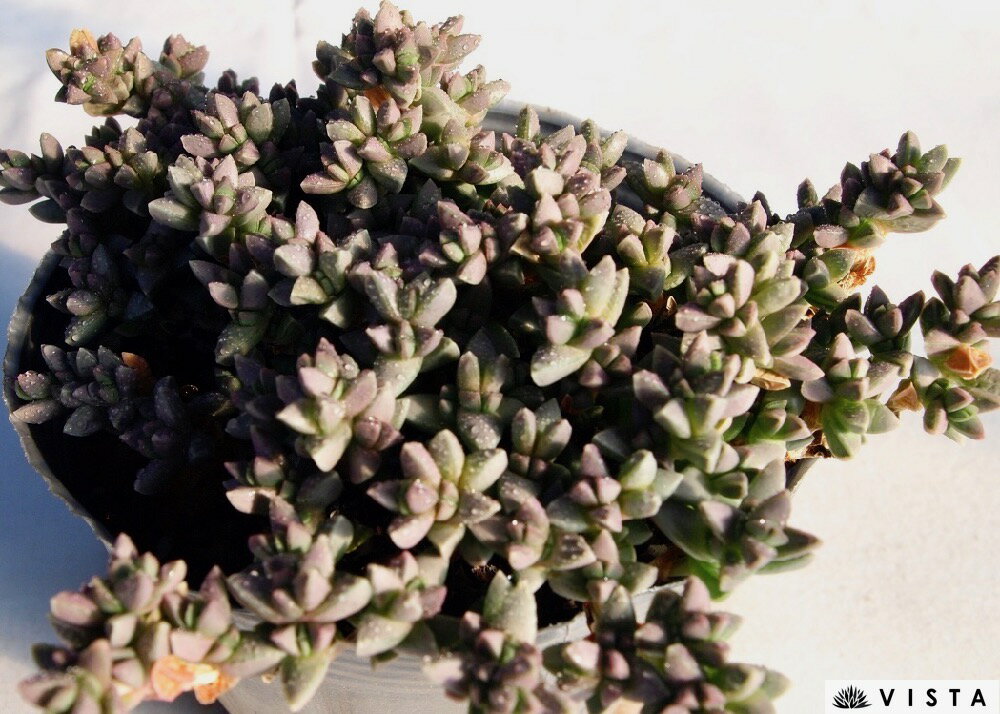 インデュラータ 【デラックス多肉】 ルスキア属　多肉植物 10.5cmポット観葉植物 雑貨 おすすめ インテリア 暮らし 多肉植物 剪定 水耕栽培 鉢植え 花