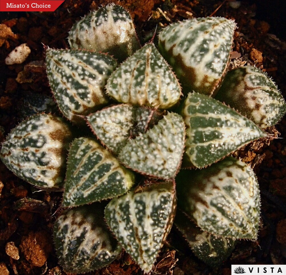 �����������ǥ��ڥ��奨��ץ��ġ� �ϥ������°��¿����ʪ�� 9cm�ݥå� ���տ�ʪ ���� �������� ����ƥꥢ ��餷 �ϥ��륷�� haworthia ���ܥƥ� ��ʪ