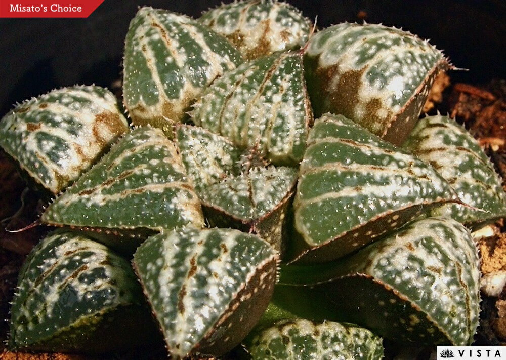 Other Aquatic Plants - シュガー【ジュエルプランツ】 ハオルチア属　多肉植物　 9cmポット 観葉植物 雑貨 おすすめ インテリア 暮らし ハオルシア haworthia サボテン 植物