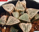 `F[ubT yWGvcz nI`A@A@ 9cm|bg ϗtA G  CeA 炵 nIVA haworthia T{e A