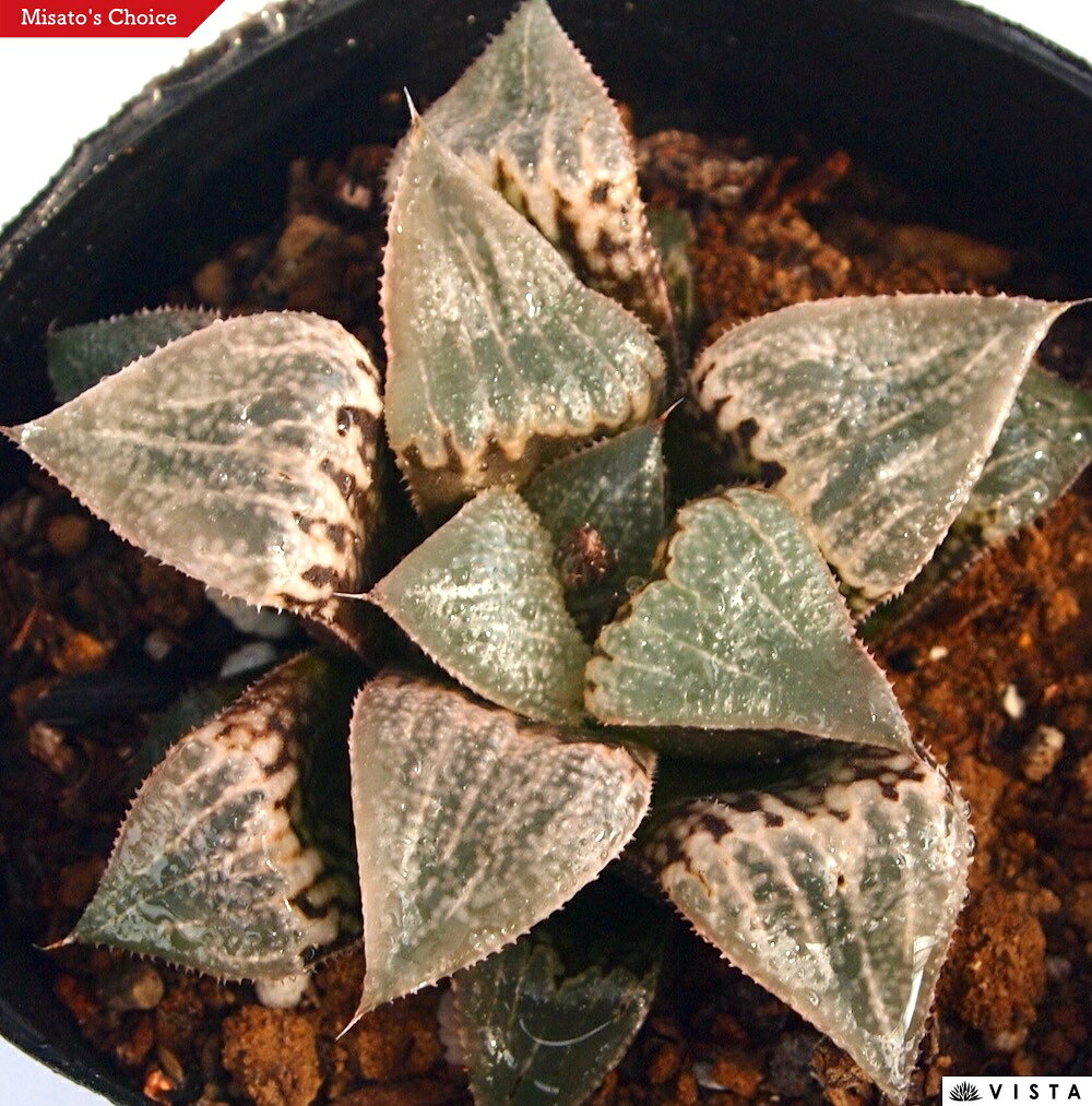 チェリーブロッサム 【ジュエルプランツ】 ハオルチア属　多肉植物　 9cmポット 観葉植物 雑貨 おすすめ インテリア 暮らし ハオルシア haworthia サボテン 植物
