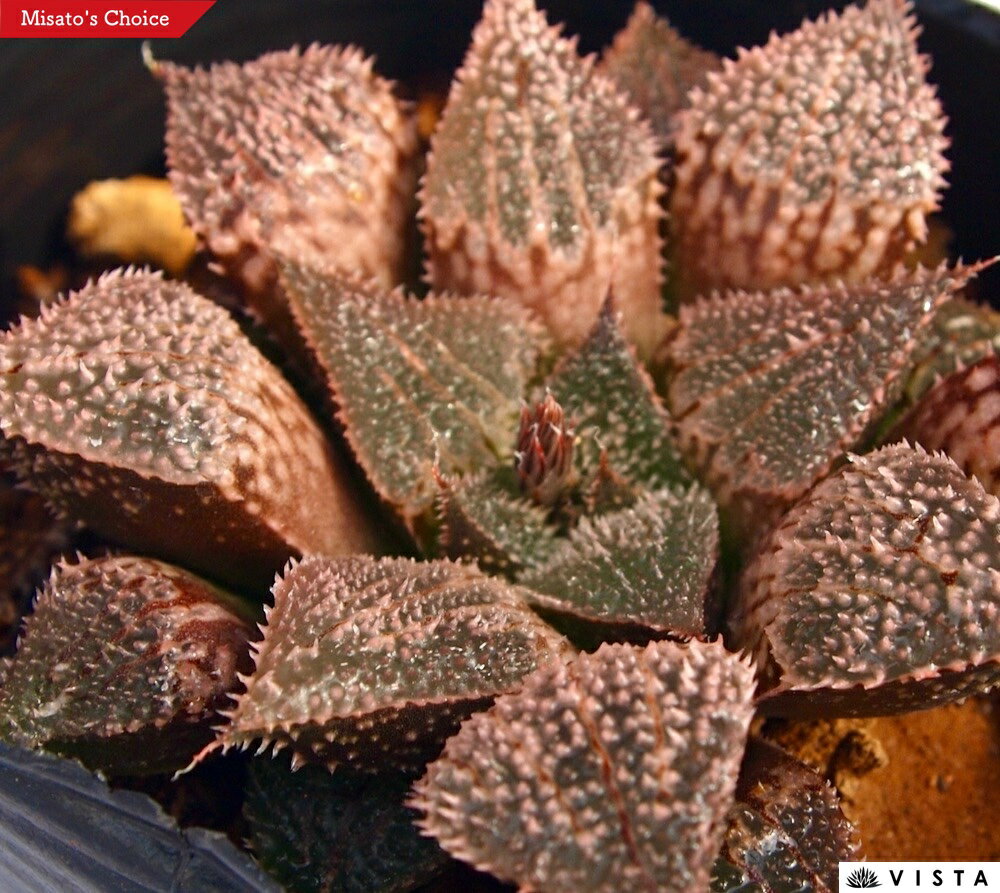 Sansevieria - 鬼夜叉（オニヤシャ）【ジュエルプランツ】 ハオルチア属　多肉植物　 9cmポット 観葉植物 雑貨 おすすめ インテリア 暮らし ハオルシア haworthia サボテン 植物