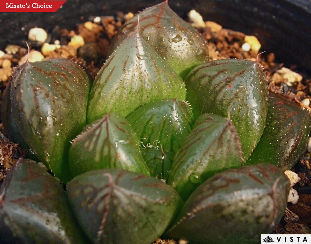 Ϫȩʥ祯ϥˡڥ奨ץġ ϥ°¿ʪ 9cmݥå տʪ   ƥꥢ 餷 ϥ륷 haworthia ܥƥ ʪ