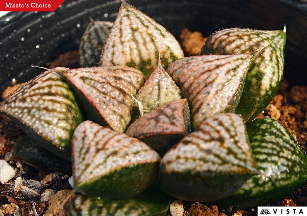 古都葵（コトアオイ）【ジュエルプランツ】 ハオルチア属　多肉植物　 9cmポット 観葉植物 雑貨 おすすめ インテリア 暮らし ハオルシア haworthia サボテン 植物