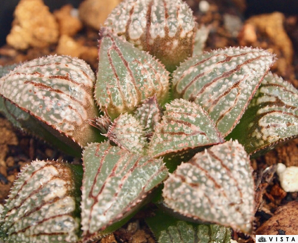 Other - フローズン【ジュエルプランツ】 ハオルチア属　多肉植物　 9cmポット 観葉植物 雑貨 おすすめ インテリア 暮らし ハオルシア haworthia サボテン 植物