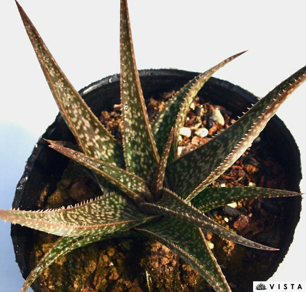 スノークィーン アロエ属　多肉植物　9cmポット観葉植物 雑貨 おすすめ インテリア 暮らし 育て方 植物 種類 使い方 ケア