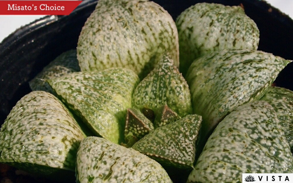 ドリーム 【ジュエルプランツ】 ハオルチア属　多肉植物　 9cmポット 観葉植物 雑貨 おすすめ インテリ..