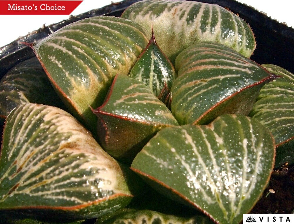 Rakuten - ラブ 【ジュエルプランツ】 ハオルチア属　多肉植物　 9cmポット 観葉植物 雑貨 おすすめ インテリア 暮らし ハオルシア haworthia サボテン 植物