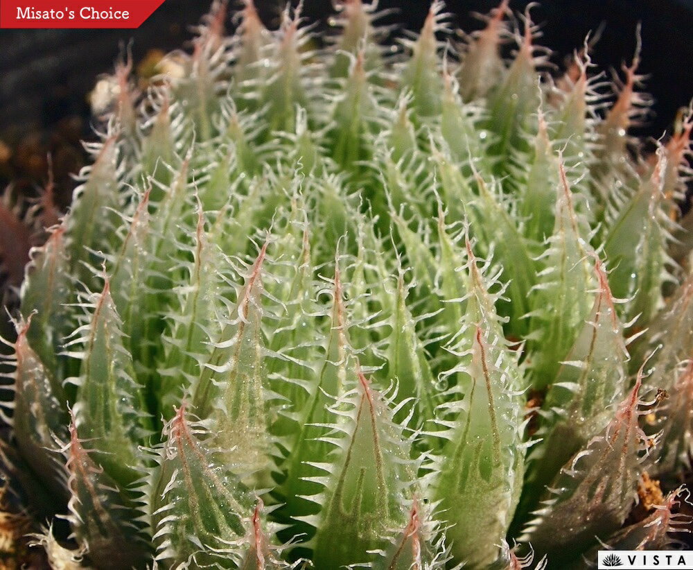 【学名】Haworthia `Drift’ 【原産地】南アフリカ 【特徴】薄紫色の葉にややガラス質の白棘が映えます。 【サイズ】9cmポット