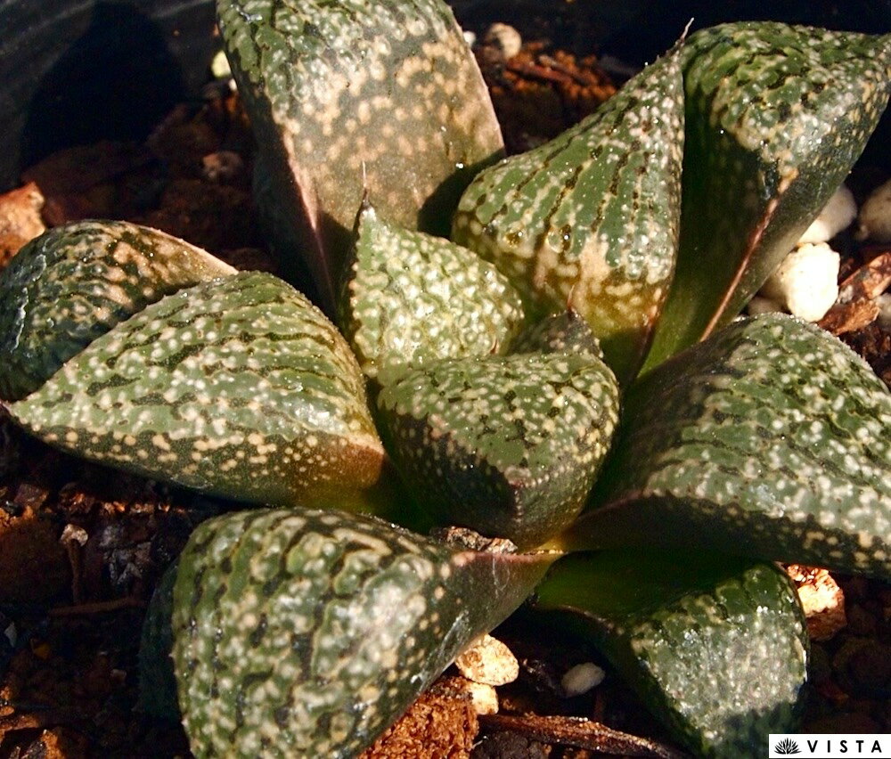 Other - 光源氏（ヒカルゲンジ）【ジュエルプランツ】 ハオルチア属　多肉植物　 9cmポット 観葉植物 雑貨 おすすめ インテリア 暮らし ハオルシア haworthia サボテン 植物