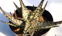 【学名】Aloe `Lizard Lips’ 【原産地】 西ケープ, 南アフリカ 【特徴】白を基調とした葉に、斑点が美しいのアロエです。 【サイズ】9cmポット