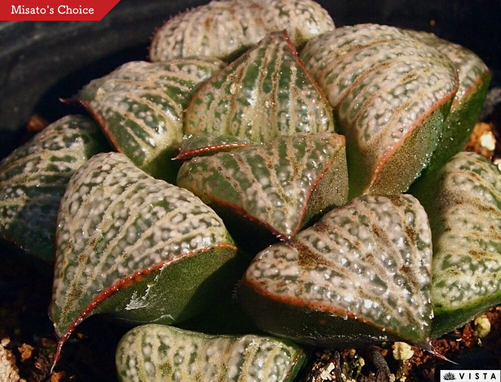 白肌赤耳（シロハダアカミミ）【ジュエルプランツ】 ハオルチア属　多肉植物　 9cmポット 観葉植物 雑..