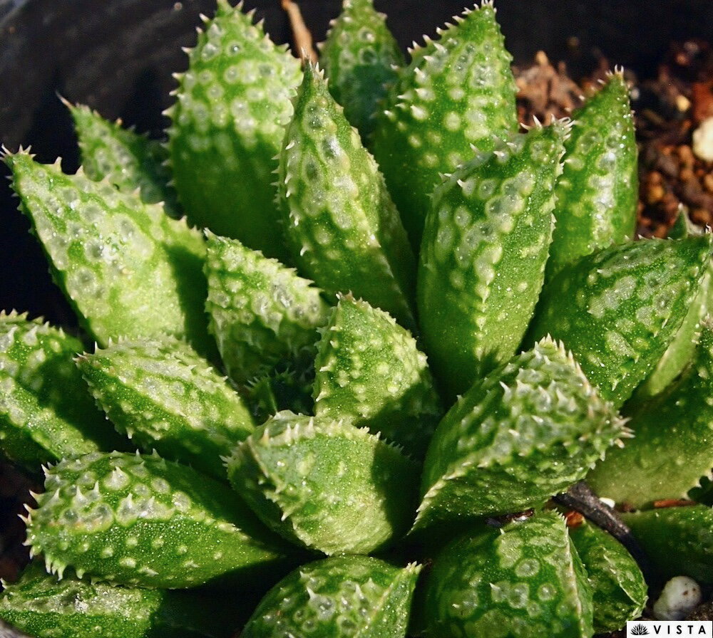 Rakuten - ベネケリー【ジュエルプランツ】 ハオルチア属　多肉植物　 9cmポット 観葉植物 雑貨 おすすめ インテリア 暮らし ハオルシア haworthia サボテン 植物