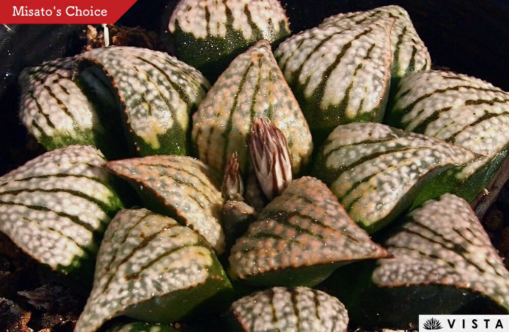 Rakuten - パルテノン【ジュエルプランツ】 ハオルチア属　多肉植物　 9cmポット 観葉植物 雑貨 おすすめ インテリア 暮らし ハオルシア haworthia サボテン 植物